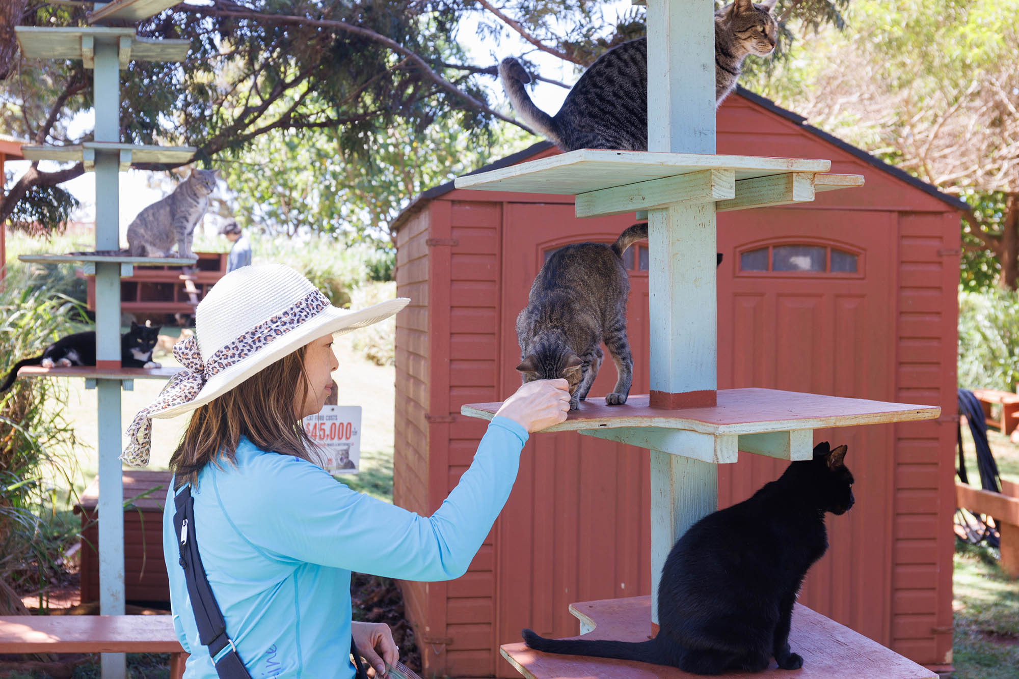 Lānaʻi Cat Sanctuary on Lānaʻi in Hawaiʻi; Credit: Pierce M. Myers Photography