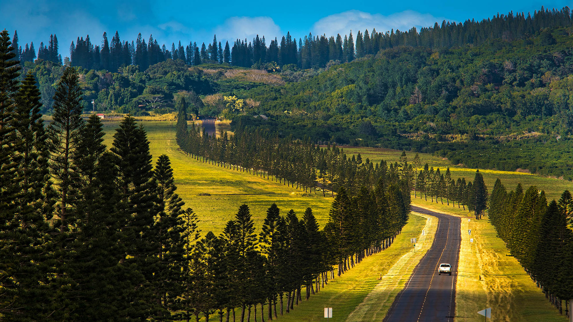 Estrada ladeada por pinheiros em Lānaʻi, Havaí; Crédito: Maui Visitors &amp; Convention Bureau