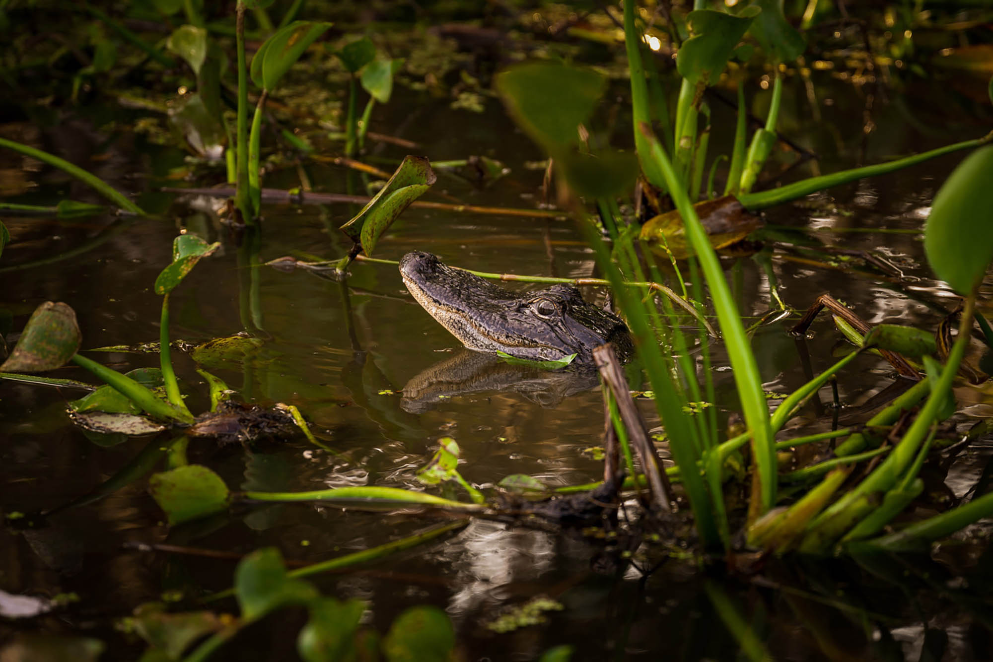 An alligator in a bayou in Houma, Louisiana; Credit: Explore Houma
