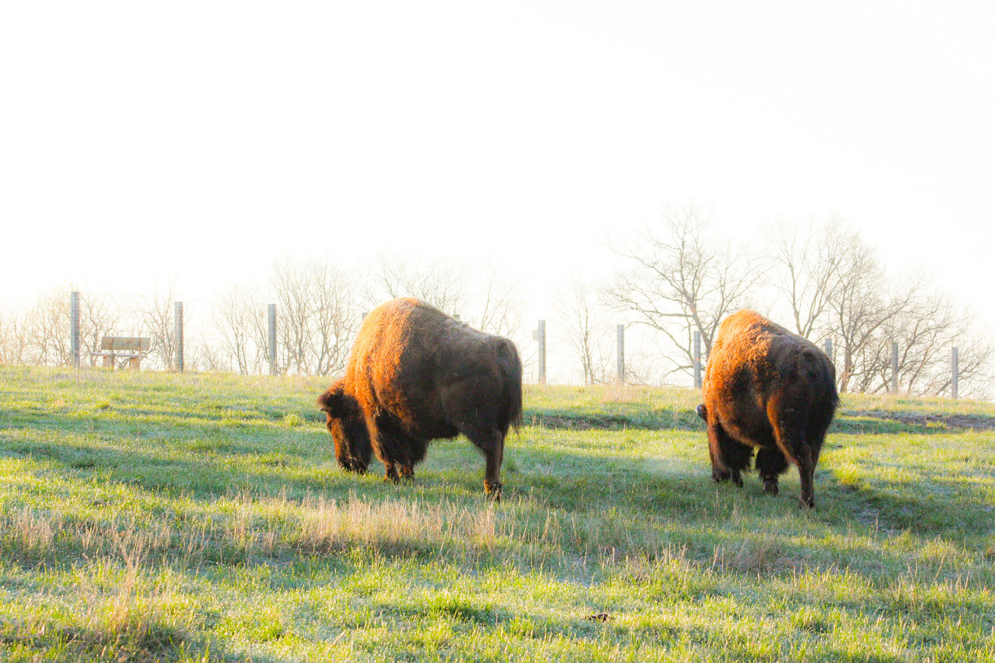 Dos bisontes en el Museo de Historia Viva de Shoal Creek, en Kansas , Misuri