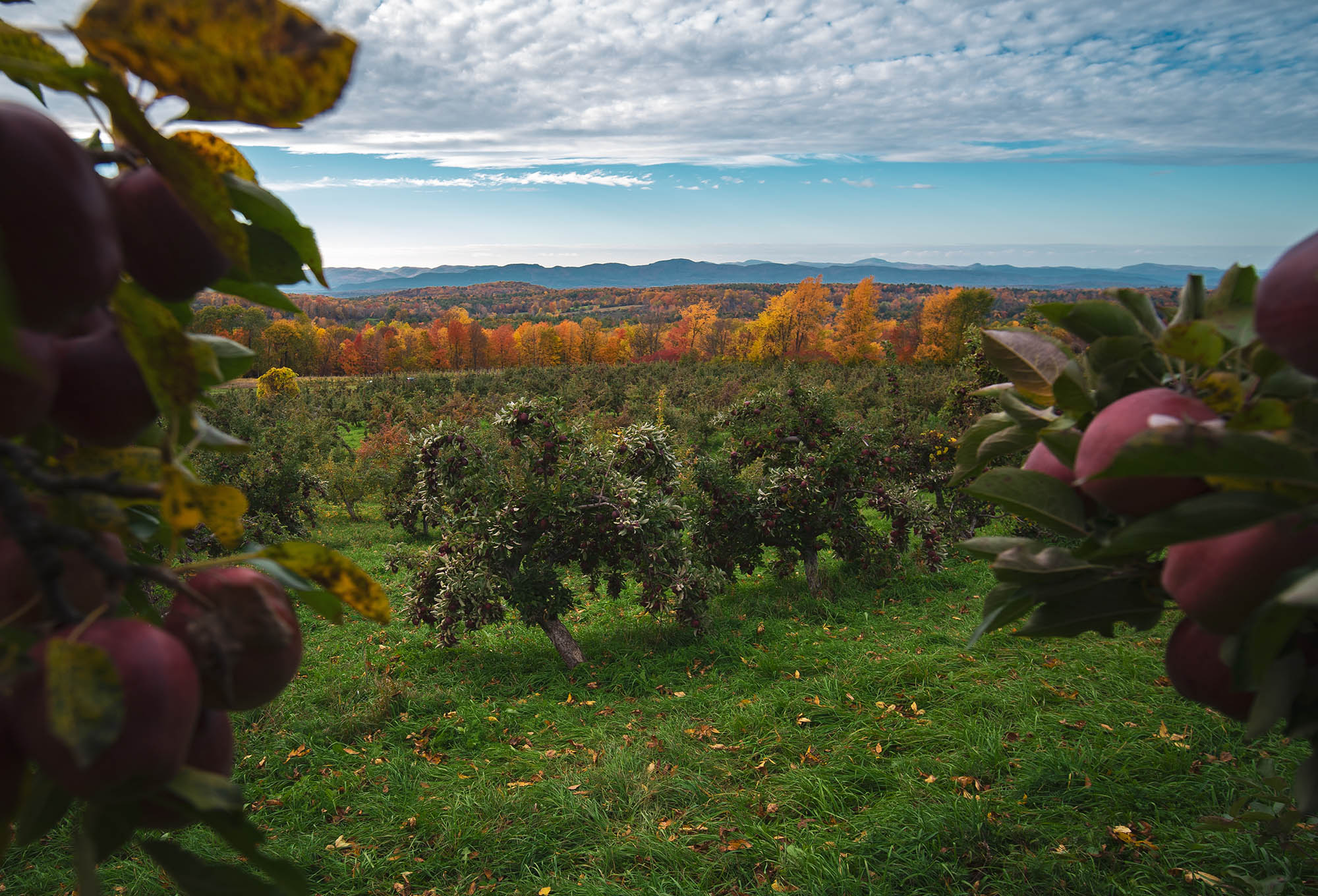 Manzanas listas para la cosecha en un huerto Condado de Washington, Nueva York; Crédito: Relentless Awareness