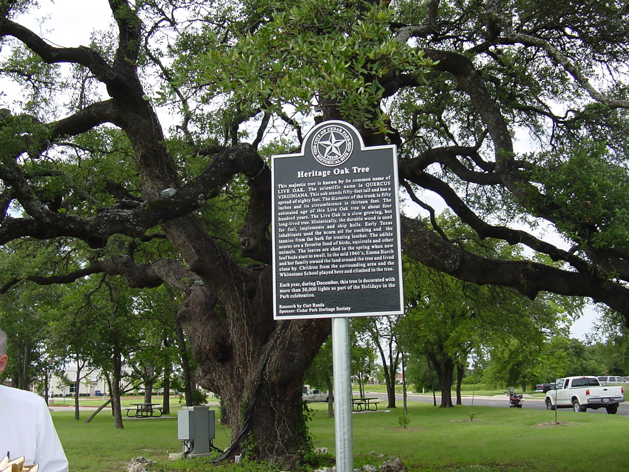 Chêne patrimonial à Cedar Park, Texas; Crédit : Visit Cedar Park, Texas