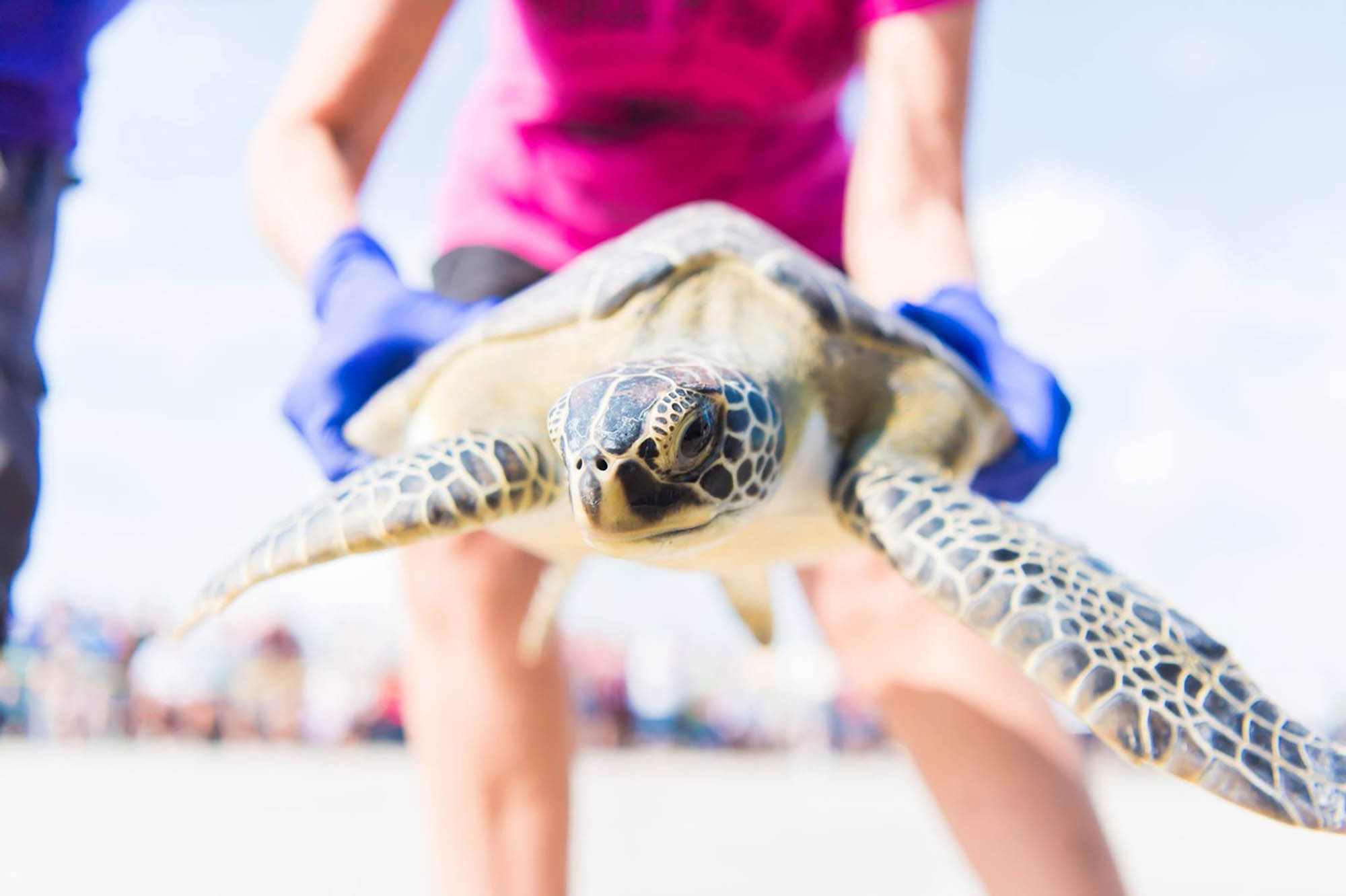 Libertação de uma tartaruga marinha em Port Aransas, Texas; Crédito: Shannon Lafayette Fotografia
