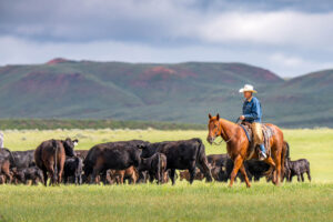 Wrangling cattle in the Bighorn Mountains near Buffalo, Wyoming; Credit: Chad Coppess