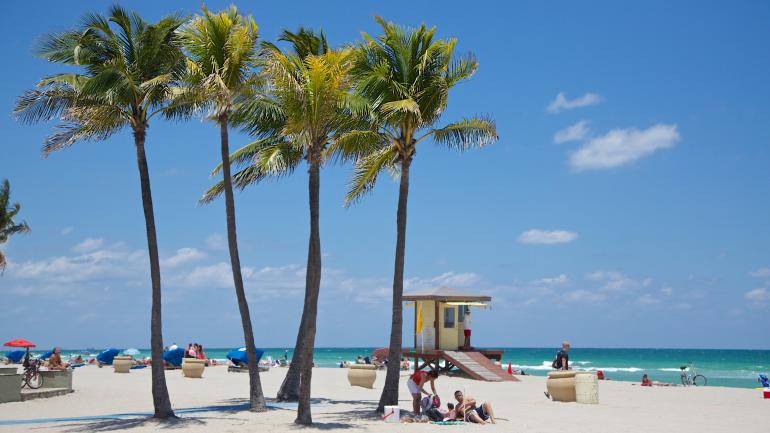 Palm trees on a beach in Florida