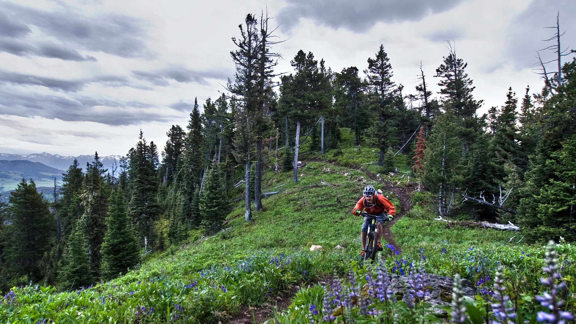 Mountain biking among wildflowers in Bozeman, Montana