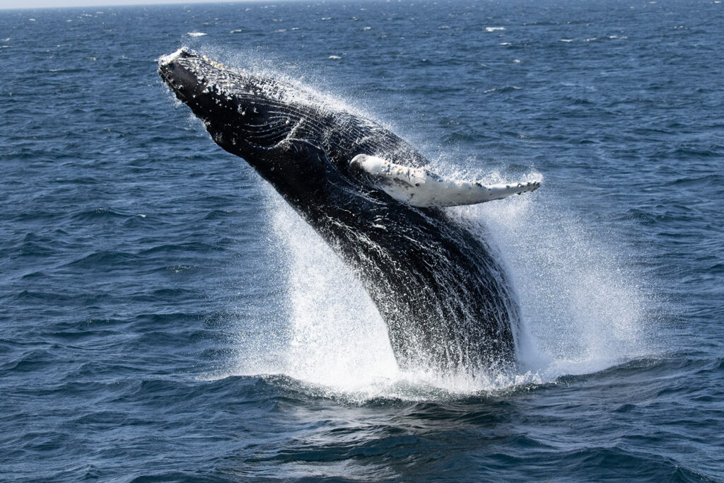 El puerto de Gloucester, en Gloucester, Massachusetts; Crédito: 7 Seas Whale Watch