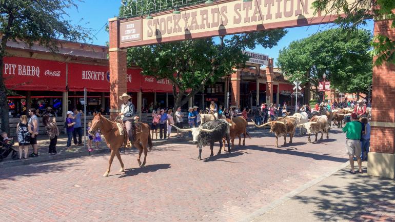 Cattle drive through stockyards station