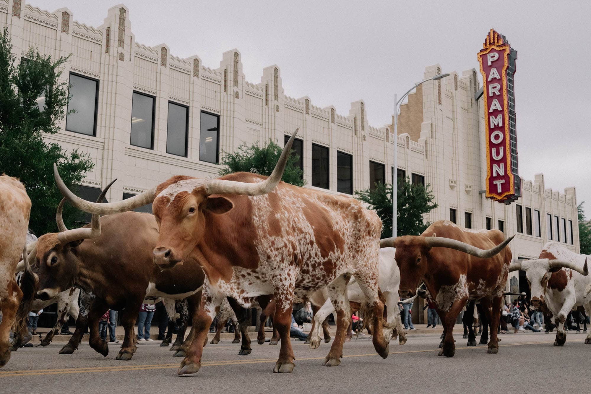 Longhorns marschieren durch Amarillo , Texas während des Coors Cowboy Club Ranch Rodeo Viehtriebs
