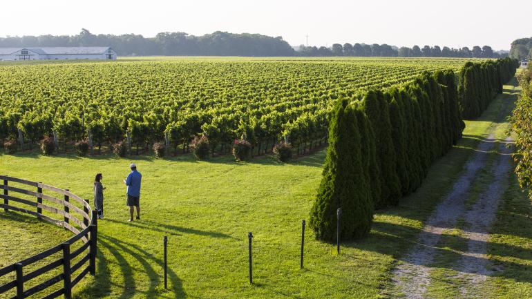 Aerial view of a vineyard in the northeast