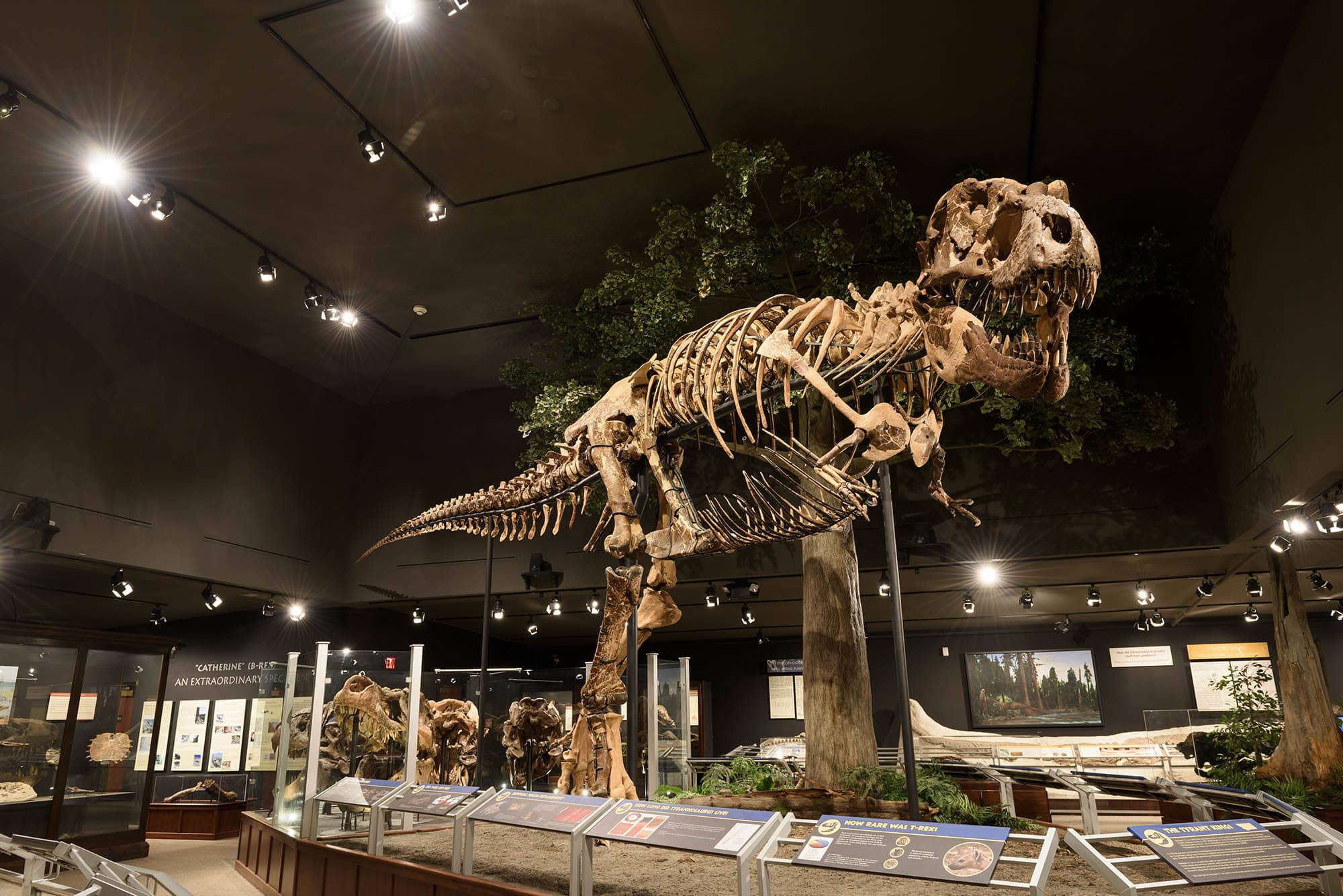 A mounted Tyrannosaurus rex skeleton at the Museum of the Rockies in Bozeman, Montana.