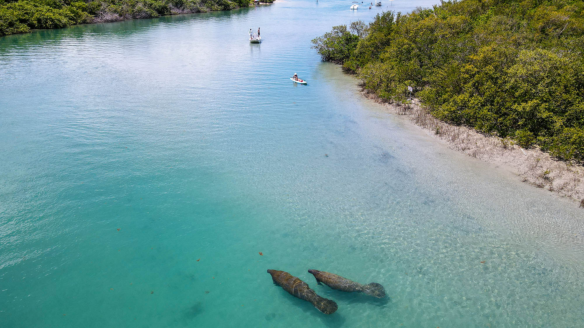 Des lamantins nageant dans l'embouchure de Fort Pierce, dans le comté de St. Lucie, Floride