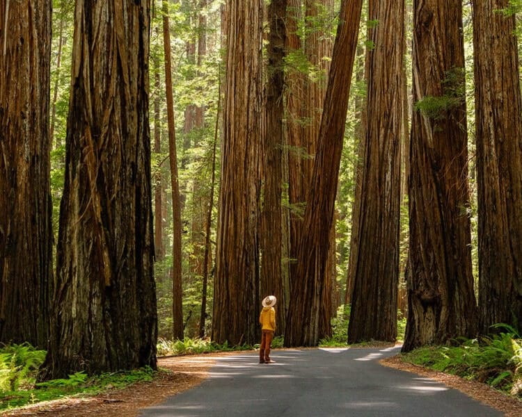 Pacific Coast Highway：ワシントン州、オレゴン州、カリフォルニア州