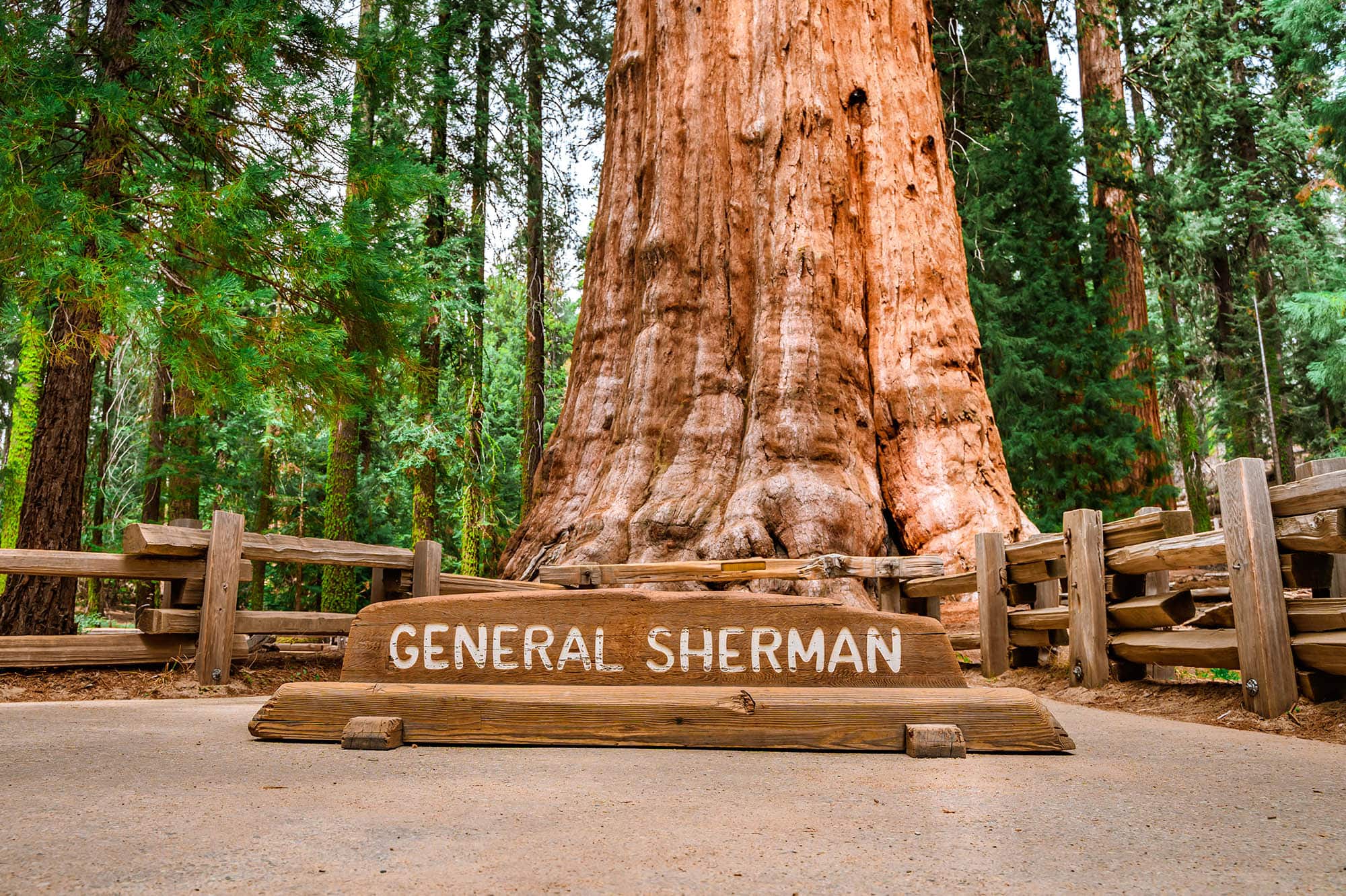 The General Sherman tree in Sequoia National Park near Visalia, California