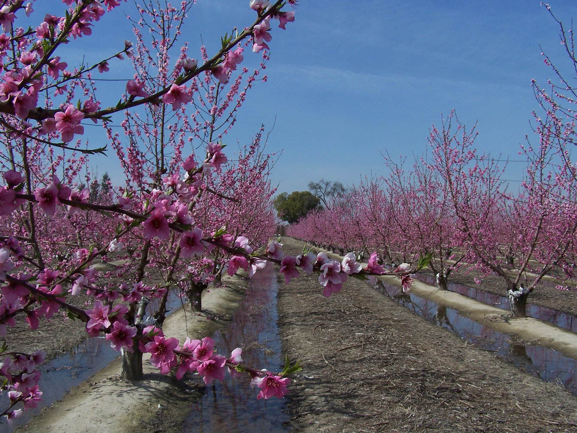 Blooming trees along the Orchard and Blossom Trail in Visalia, California