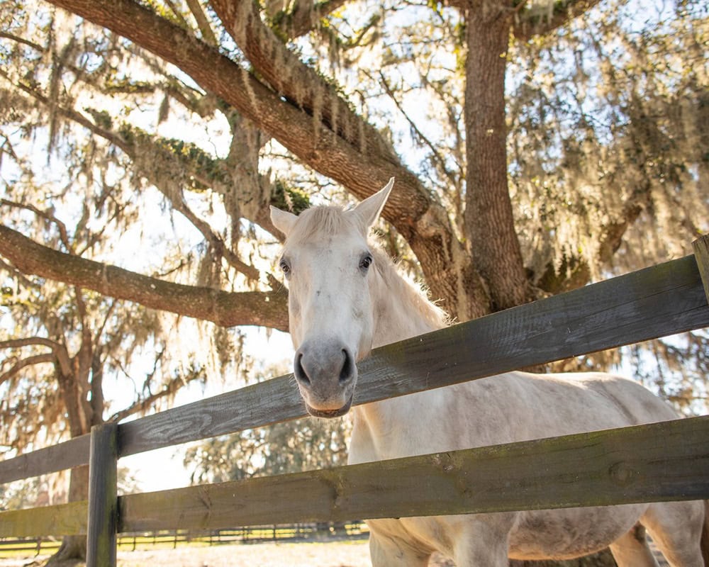 Cavalo em uma fazenda no condado de Marion, Florida