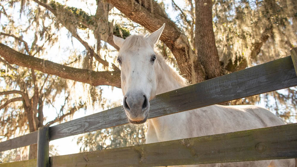 Horse on a farm in Marion County, Florida
