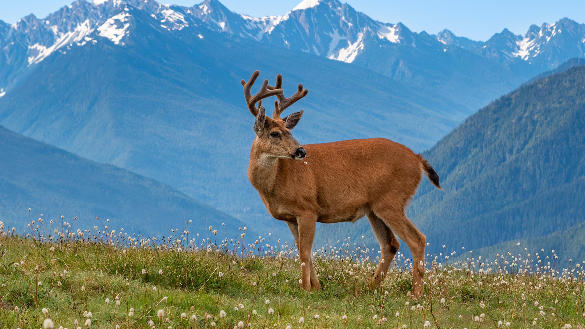 Hurricane Ridge nel Parco Nazionale Olimpico, nello Stato di Washington