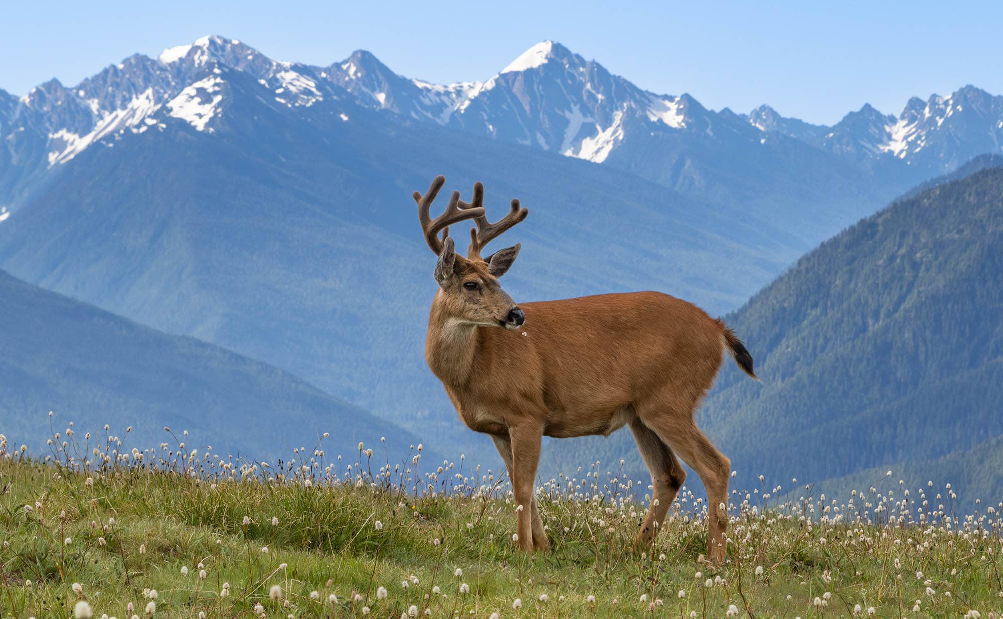Hurricane Ridge, en el Parque Nacional Olympic, situado en la península Olímpica Washington
