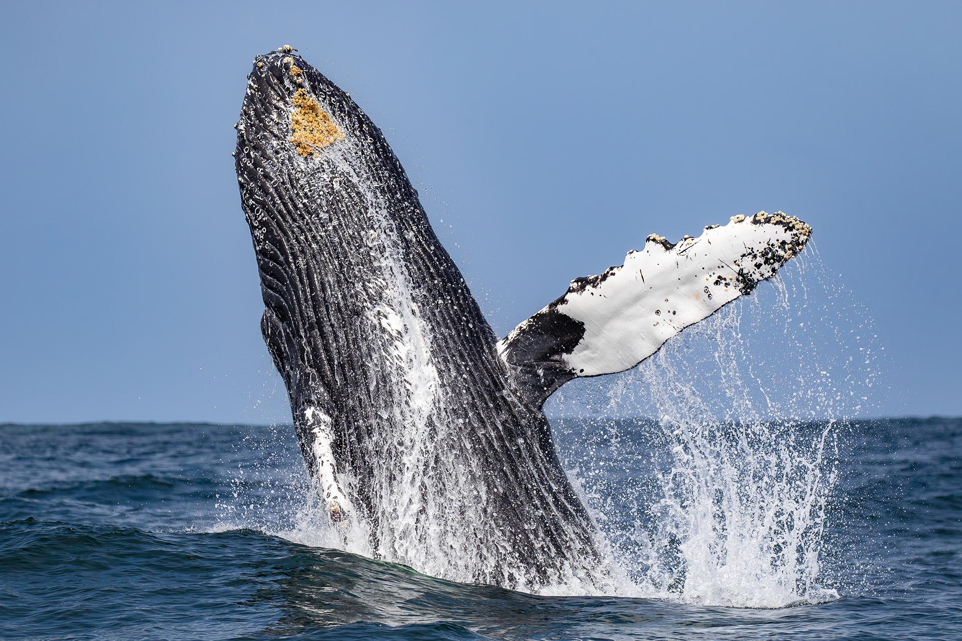 Una ballena jorobada saltando cerca de Monterey, California