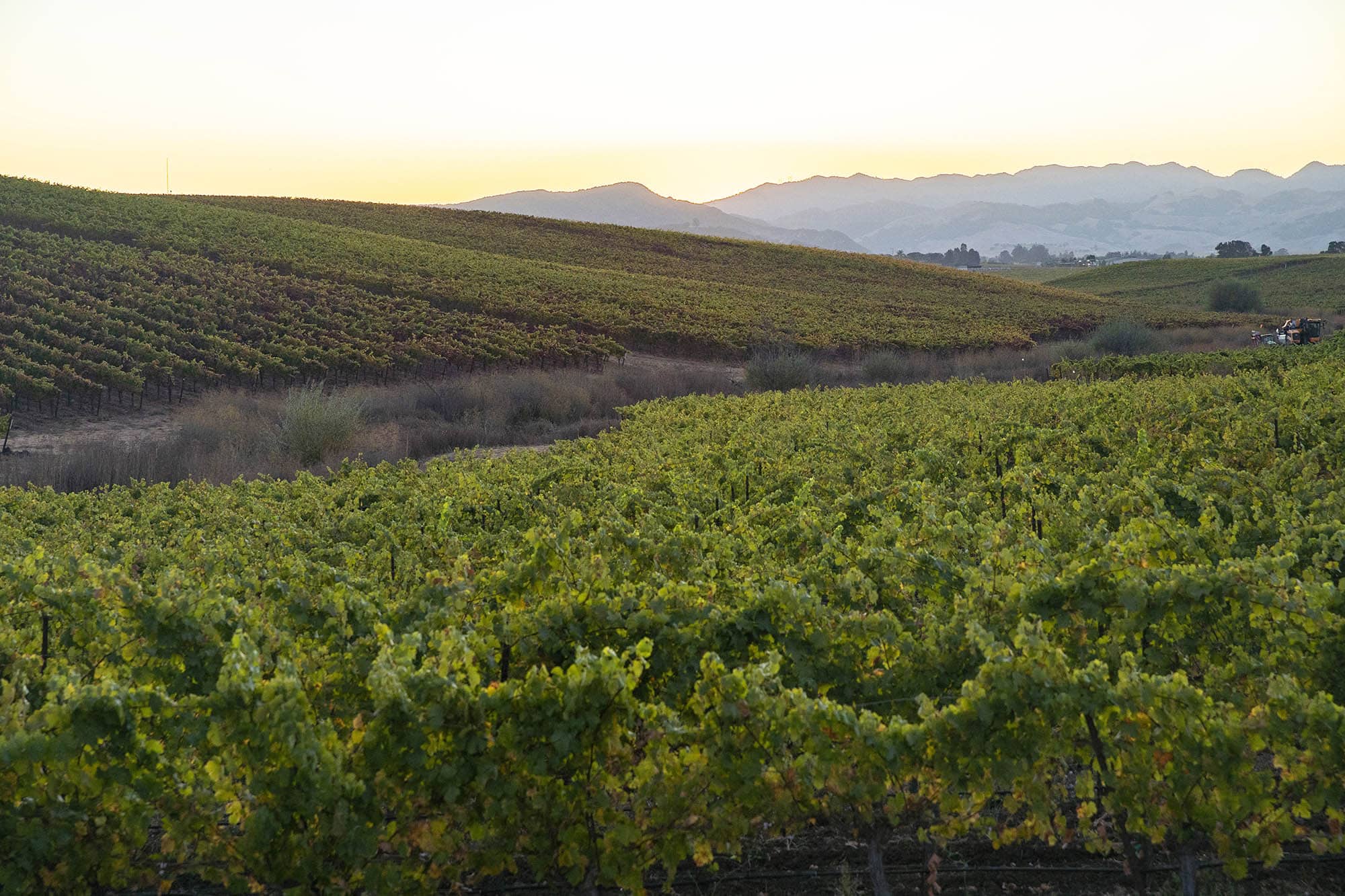 Vineyards at Baileyana, Tangent & True Myth Tasting Room in San Luis Obispo, California