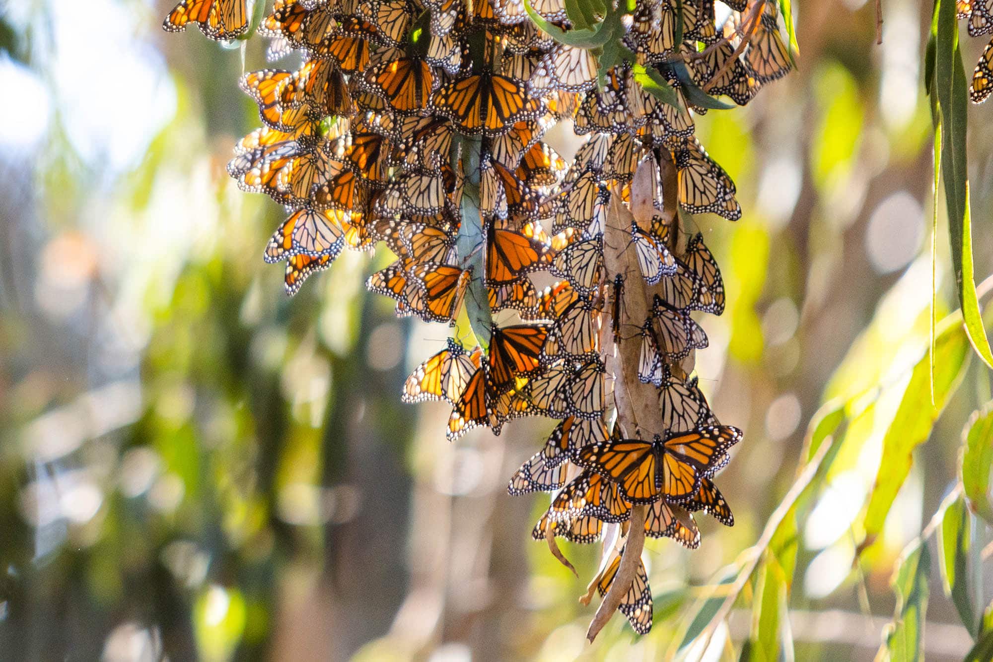Monarch butterflies at Pismo State Beach in Pismo Beach, California