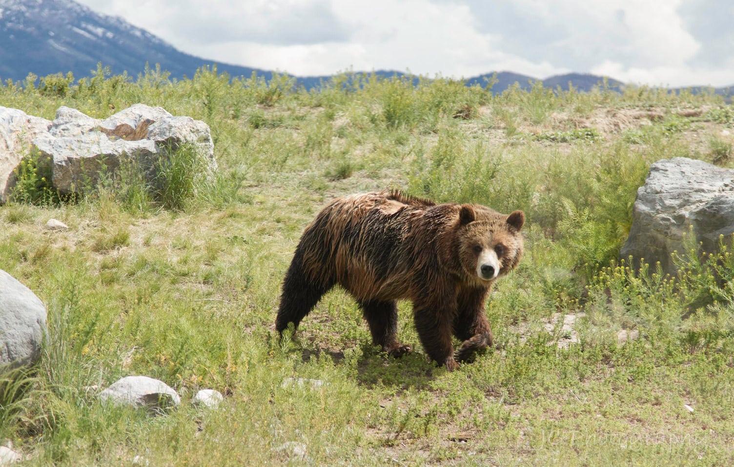 A grizzly bear at Zoo Idaho in Pocatello, Idaho