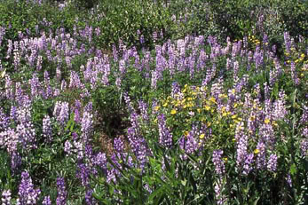 Wildflowers in Nevada’s Cowboy Country; Credit: Visit Nevada