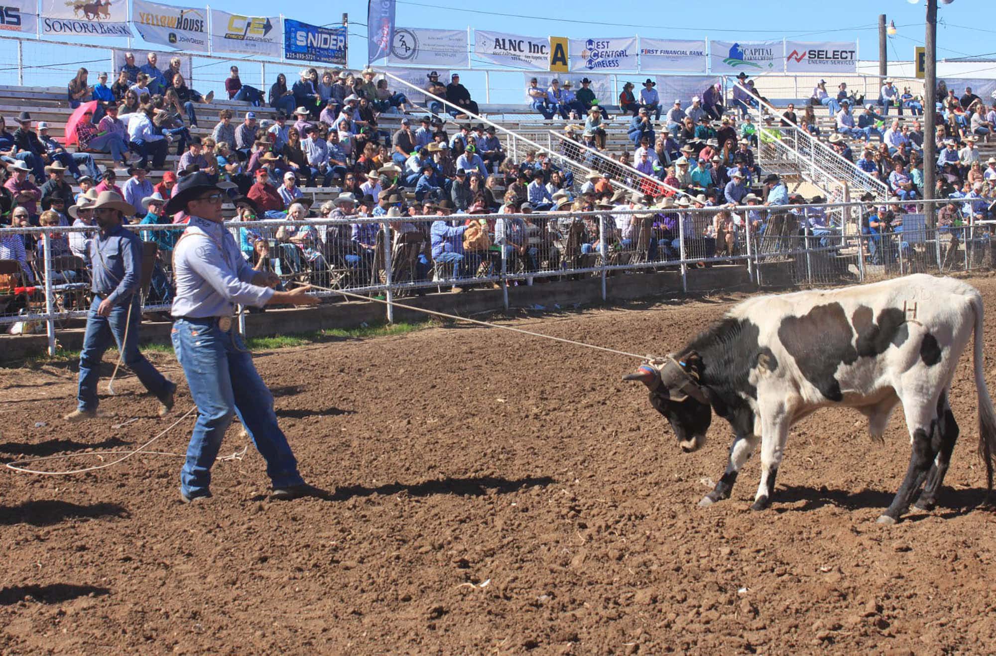 Cinch roping in San Angelo, Texas