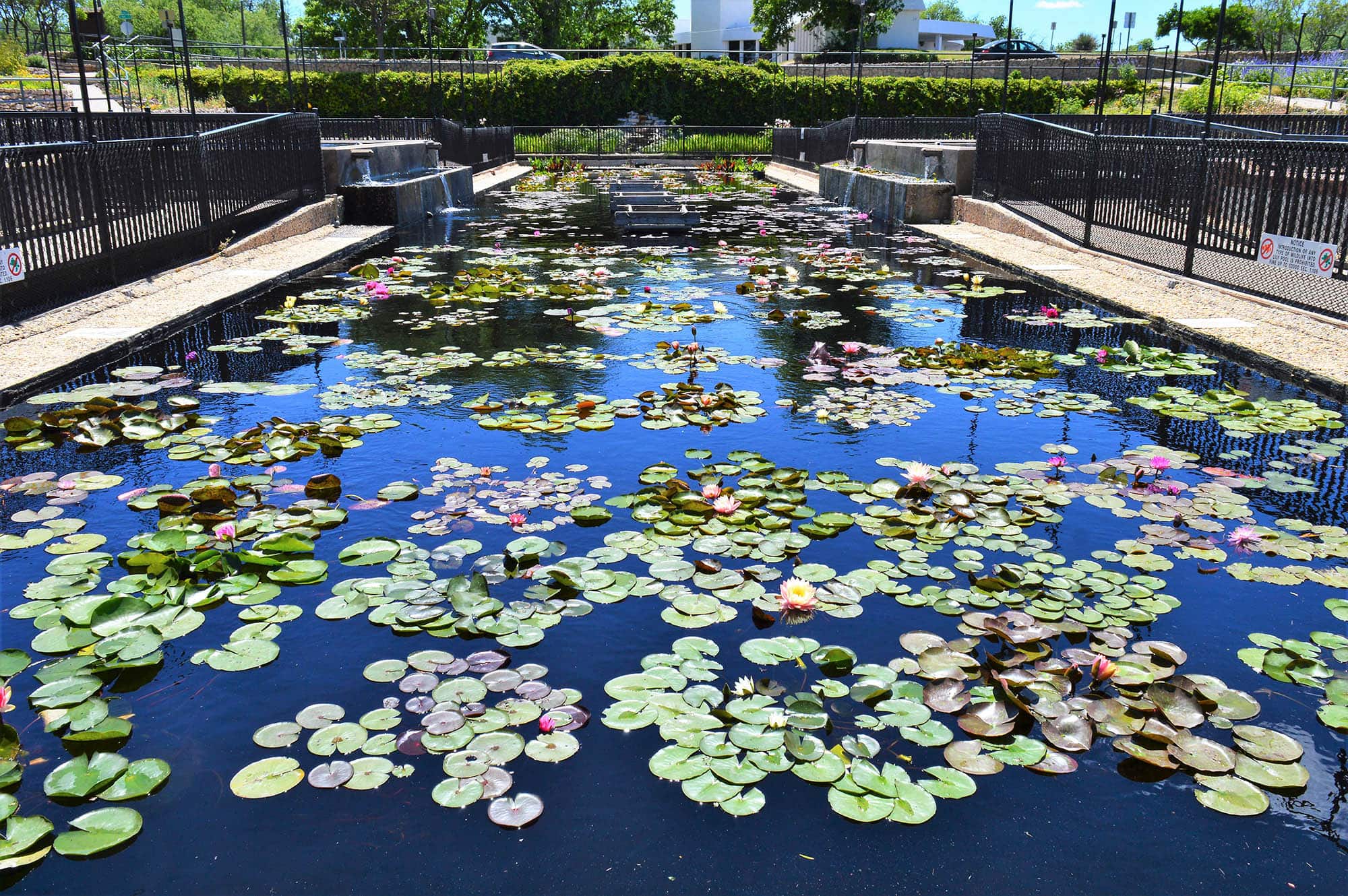 International Waterlily Collection in San Angelo, Texas