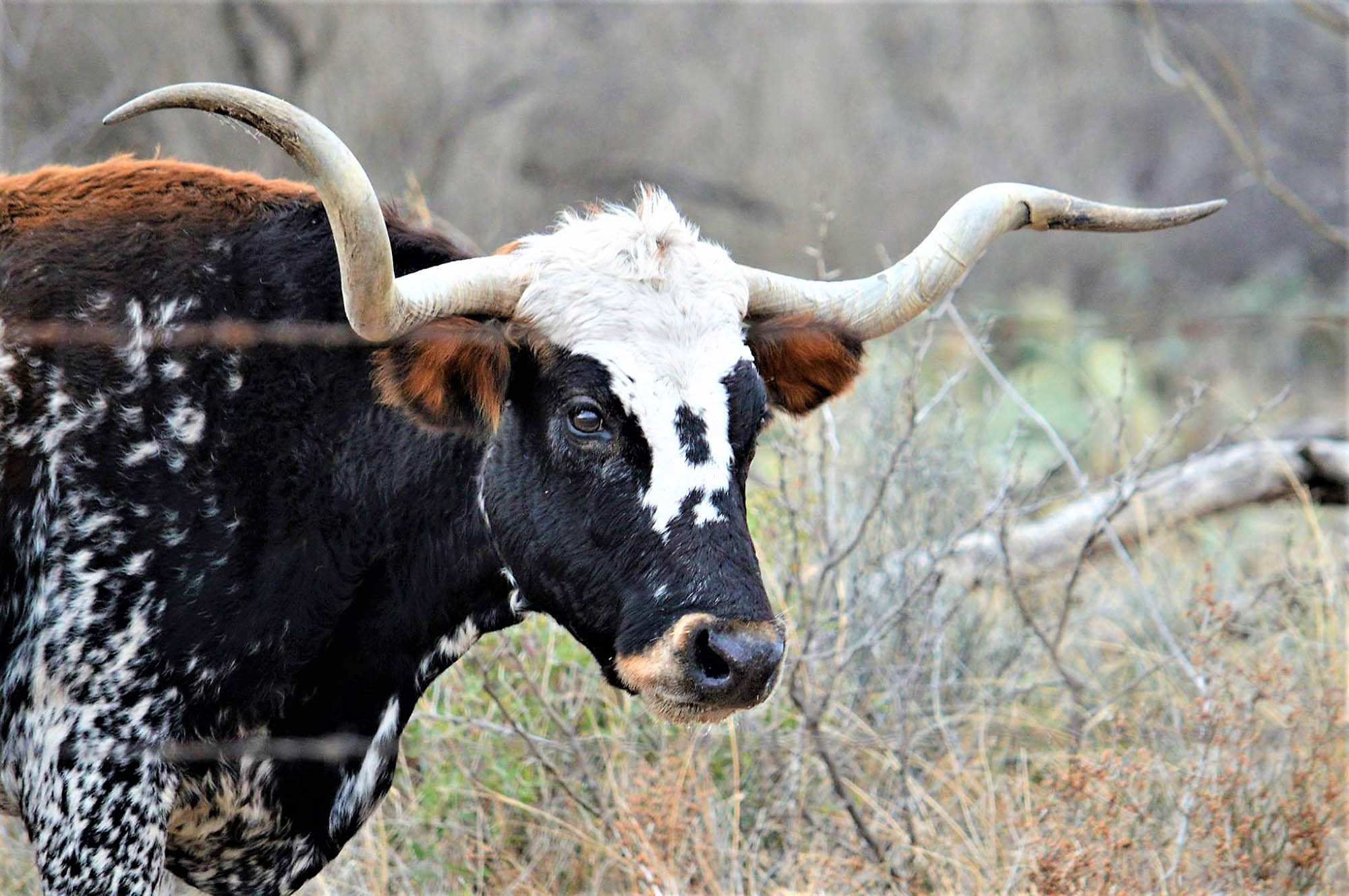 Texas longhorn in San Angelo, Texas