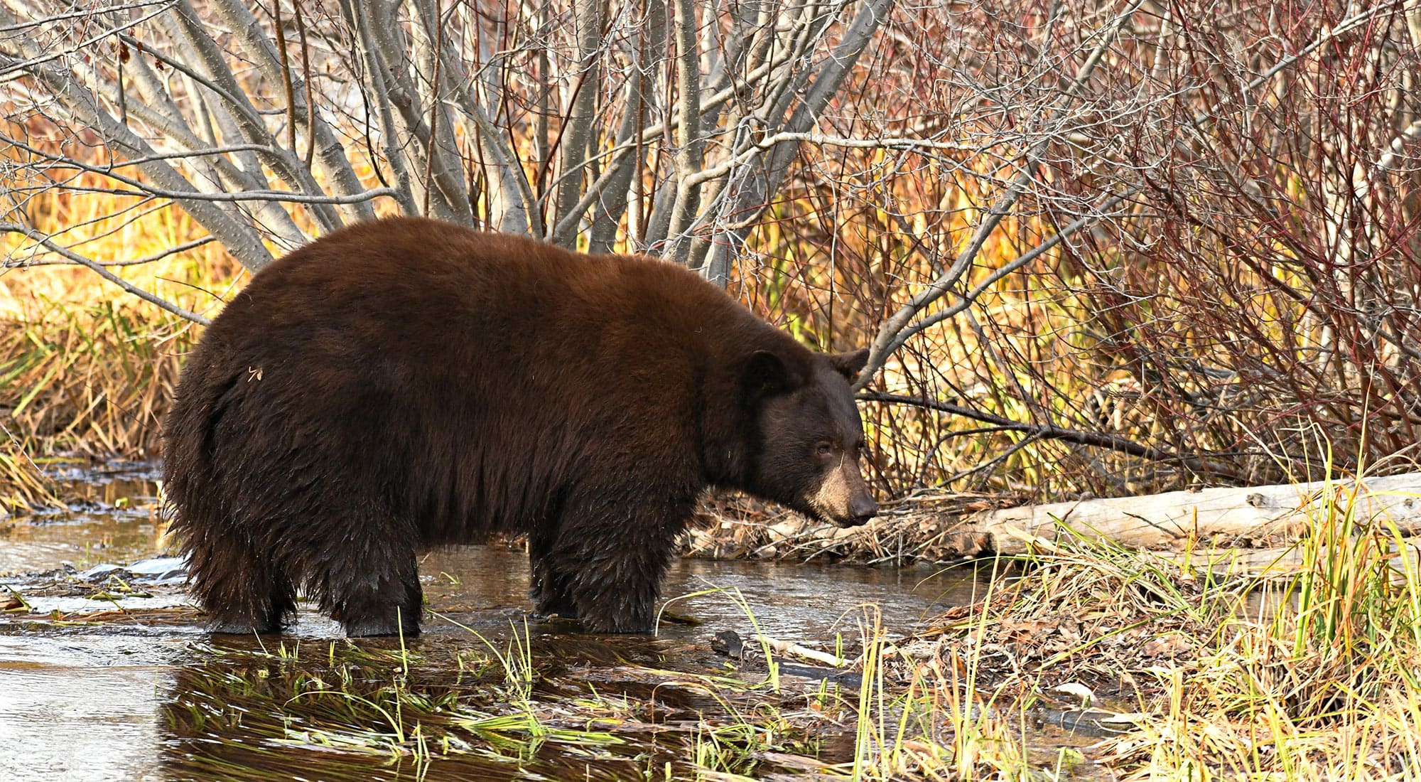 A black bear in Taylor Creek near Lake Tahoe, Nevada