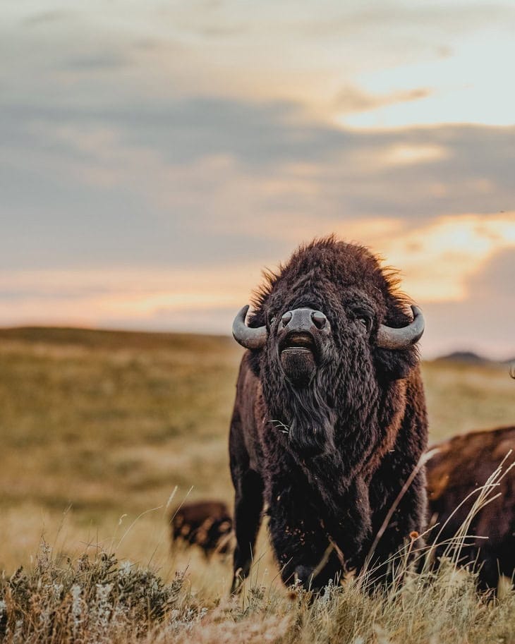 Un bison dans Custer State Park , Dakota du Sud